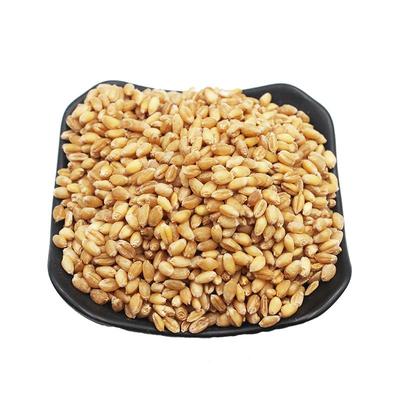 漫泉河小麦粒农家自种当季新小麦