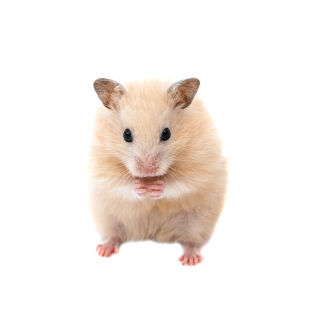 仓鼠活物送笼子已打疫苗金丝熊活体小苍鼠银狐布丁奶茶鼠活体宠物