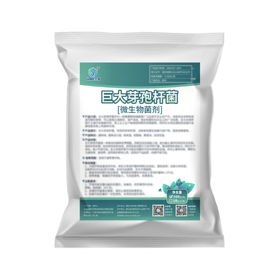 业盛旺巨大芽孢杆菌改良土壤解磷