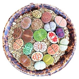 大生石花套餐 多肉植物 肉肉植物 萌肉肉组合盆栽 室内花卉陌上花