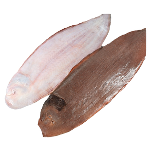 特大新鲜龙利鱼舌头鱼冷冻舌鳎鱼玉秃鱼商用鱼排海鲜水产非巴沙鱼