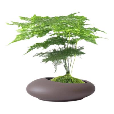 创意紫砂大口径粗陶透气蝴蝶兰多肉文竹兰花花盆盆景盆栽陶瓷大号
