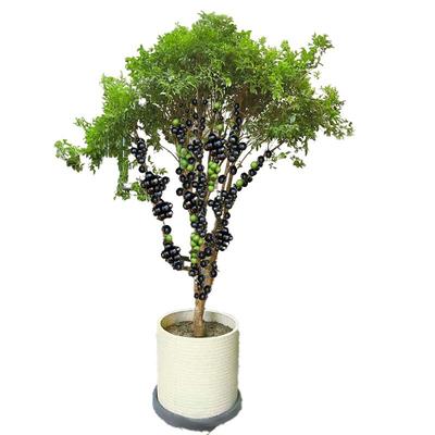 正宗四季果树葡萄苗果树盆栽