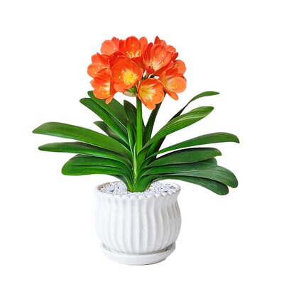 君子兰盆栽鲜花卉好养易活植物