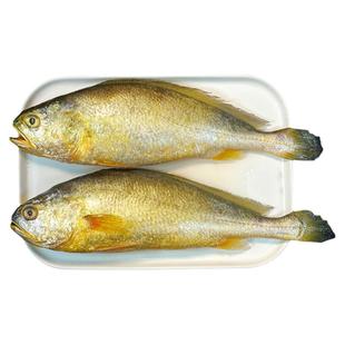 大黄鱼新鲜黄花鱼深海冷冻黄鱼生鲜海鲜水产鲜活整箱4条 非小黄鱼