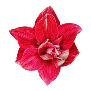 球迷园艺朱顶红虞姬种球