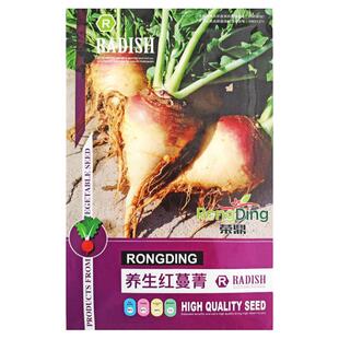 萝卜种子 紫蔓菁圆红蔓菁 圆跟盘菜 芜菁种子圆疙瘩 蔬菜种子