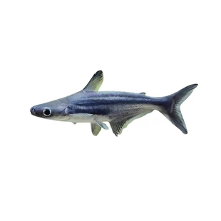 蓝鲨观赏鱼活体热带鱼群游鱼白化鲨虎鲨大型鱼淡水鲨包邮龙鱼配鱼