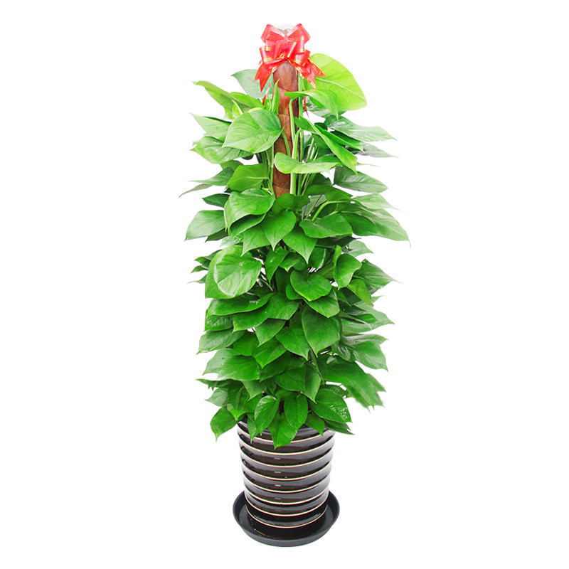 长沙同城送花办公室绿植租摆套餐租赁花卉盆栽绿化上门养护种花