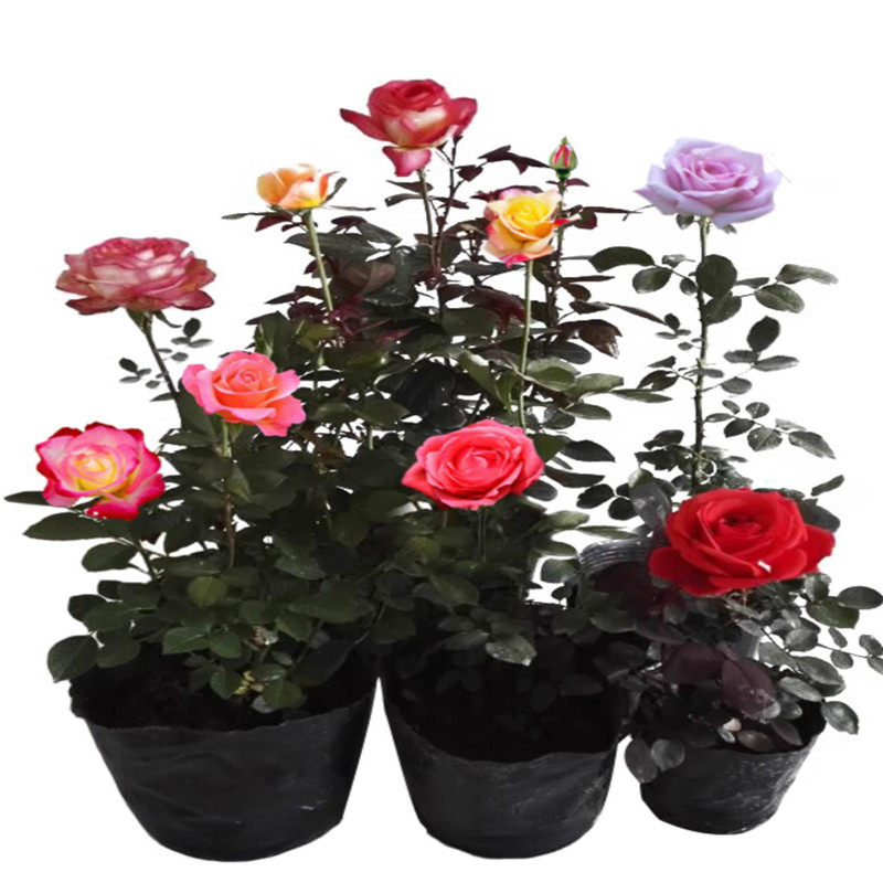 带花苞大花月季花苗四季种植浓香