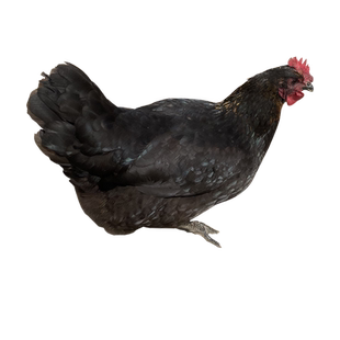 仙湖农家散养老母鸡走地鸡新鲜现杀月子煲汤滋补土鸡整只顺丰包邮