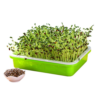 专用水培蔬菜孑发豆芽