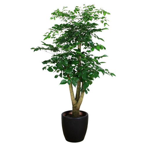 幸福树室内大盆景盆栽开业送礼植物走廊前台接待绿植 宁波慈溪
