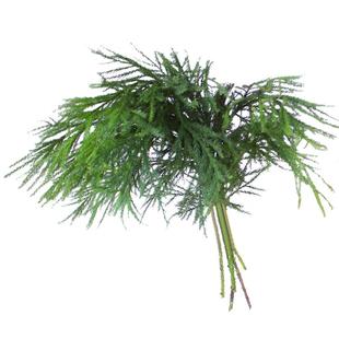 天竺少女松鲜切枝柳杉鲜切鲜花直发插花水培绿植松枝鲜花水养植物