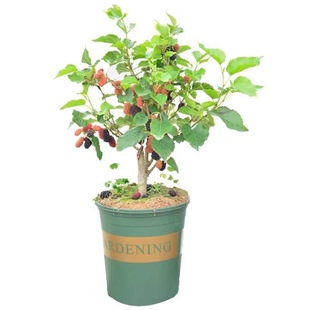 桑葚树苗南方北方种植当年结果食用桑树苗黑桑水果白桑椹四季盆栽