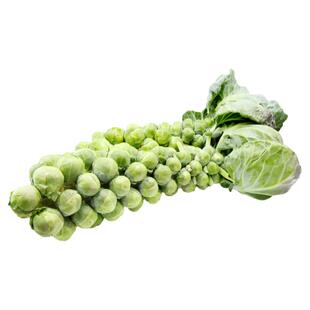 卡茨基尔抱子甘蓝种子甜脆浓郁鲜食高产传家宝室内阳台四季盆栽