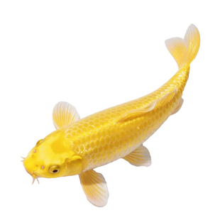 日本锦鲤鱼活鱼观赏鱼纯种鱼大型红白冷水淡水好养耐活金鱼小鱼苗