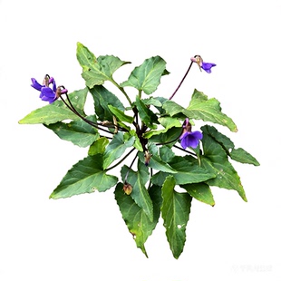 新鲜紫花地丁现挖带根犁头草地丁草四川紫地丁晒干华兜草现挖现发