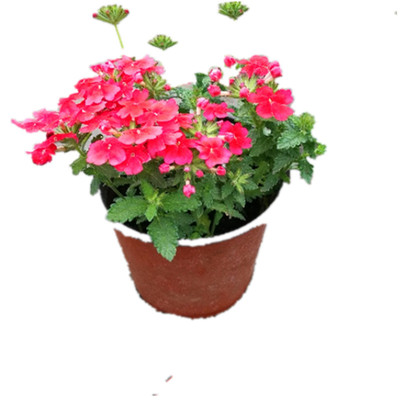 美女樱耐寒好养护花期常阳台庭院