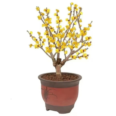 带花苞矮化老桩耐寒素心蜡梅树苗