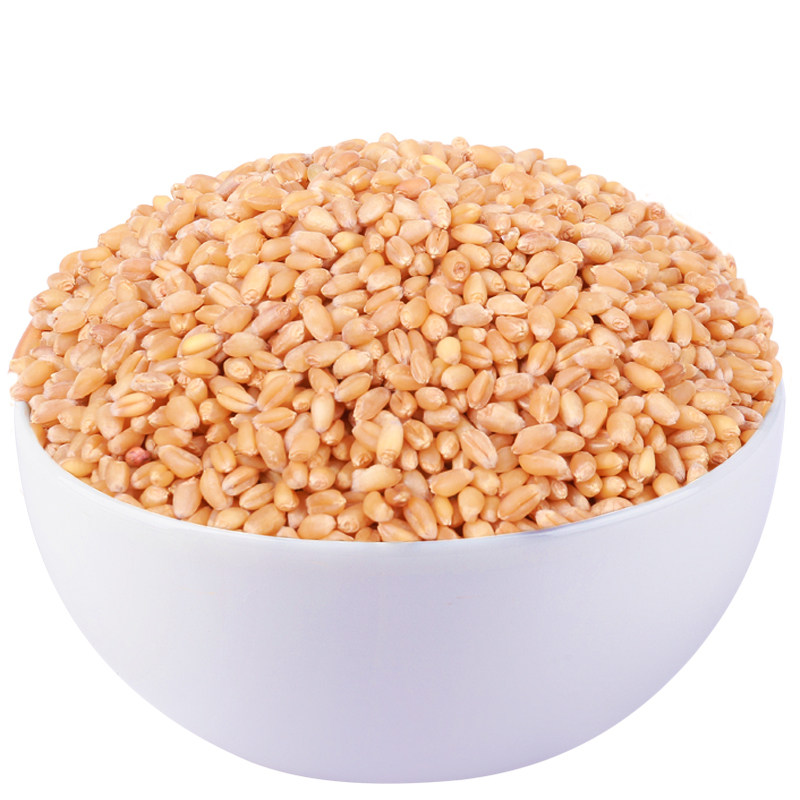发芽小麦5斤小麦仁去壳带皮麦粒麦芽糖原料可打青汁发芽专用小麦A