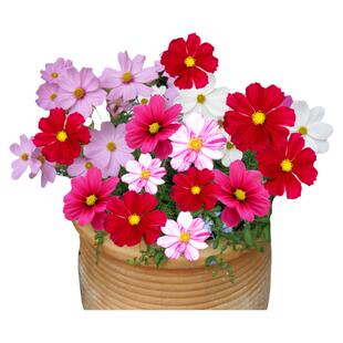 绿园花开 多年生野花组合种子草花花卉种籽易活播种菊花籽花海