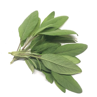 新鲜鼠尾草100g  南丹参Sage 西餐食材 新鲜香草香料鼠尾草叶子
