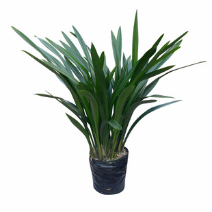 浓香兰花企黑墨兰宽叶香水金边金华山蜜蜂兰大花蕙兰花卉观赏绿植