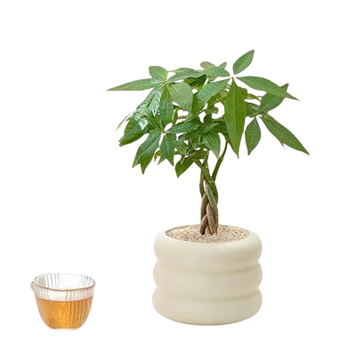 水培植物好养室内小植物