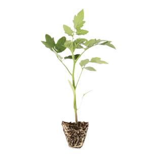 矮生盆栽番茄苗子种苗孑苗秧 小西红柿大全秧苗蔬菜圣女果苗菜苗