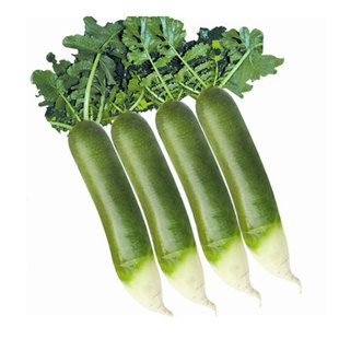 潍县青萝卜种子山东潍坊罗卜水果阳台四季秋季蔬菜青种籽孑子籽种