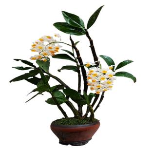 球花石斛苗 云南品种比较粗壮球形花串花朵可炒鸡蛋 多花开花机器