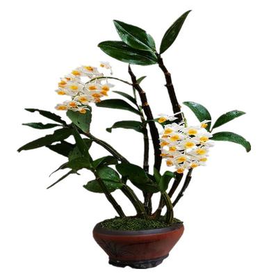 灯笼花石斛临馣斛苑开花漂亮食用