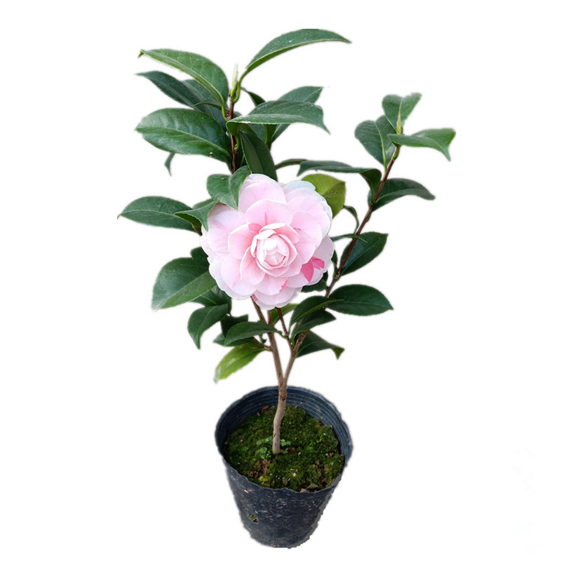 精品乔伊一树多色茶花树苗室内外阳台客厅庭院花卉观花绿植盆栽