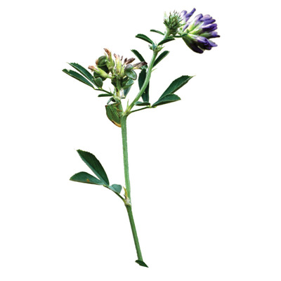 百绿三得利大叶型紫花苜蓿草种籽