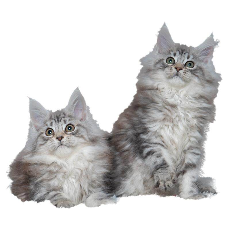 罗德猫舍缅因猫纯种巨型缅因猫幼猫棕银虎斑缅因猫幼崽活体