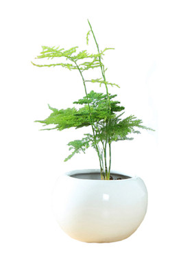 小文竹苗七里香酒瓶兰红车棕竹苗造景绿植花卉四季常青植物防辐射