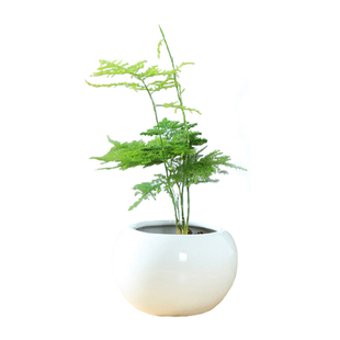 小文竹苗七里香酒瓶兰红车棕竹苗造景绿植花卉四季常青植物防辐射