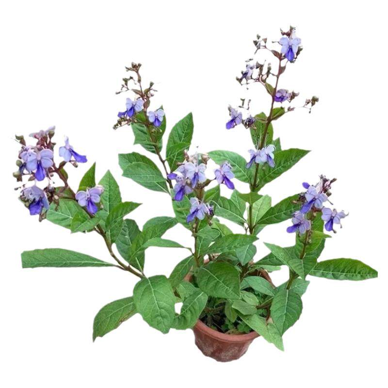 蓝蝴蝶花四季喜阳耐热花卉阳台庭院盆栽蓝蝴蝶紫蝴蝶花似蝴蝶飞舞