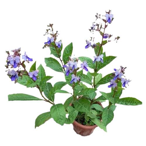 蓝蝴蝶花四季喜阳耐热花卉阳台庭院盆栽蓝蝴蝶紫蝴蝶花似蝴蝶飞舞