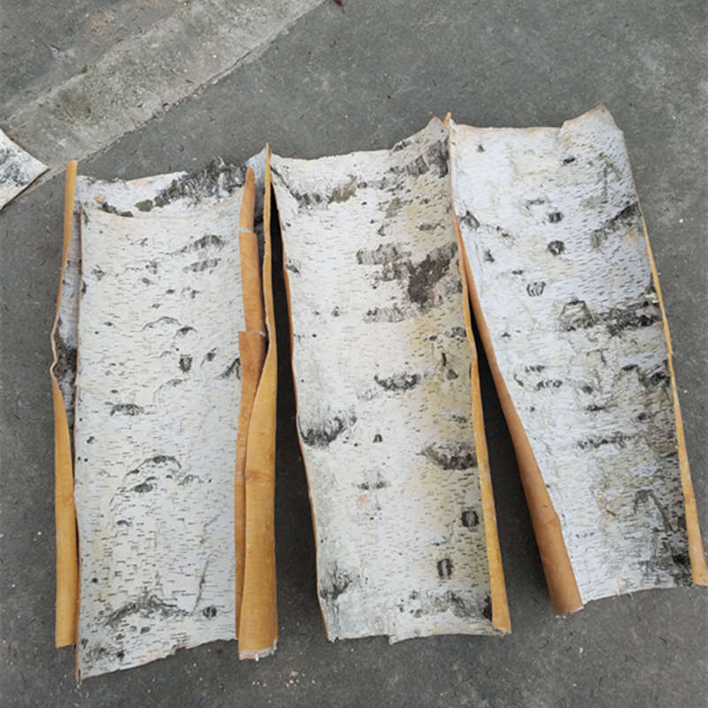 天然白桦树皮真树皮画家居装饰拍摄道具DIY材料风干工艺管道贴墙