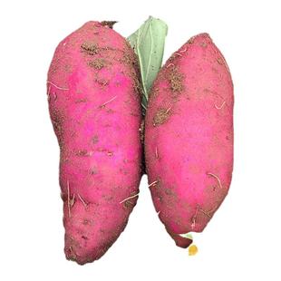 正宗海南澄迈桥头富硒地瓜产地直销农家新鲜番薯沙地板栗署大红薯