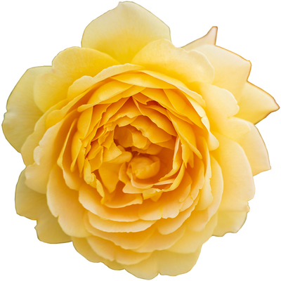 天狼月季木本花卉春秋