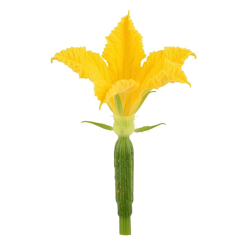 黄瓜花种子四季蔬菜种子