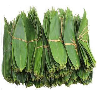 新鲜粽叶纯天然野生大粽叶 非芦苇叶 1份100片送棉线50米现摘发货