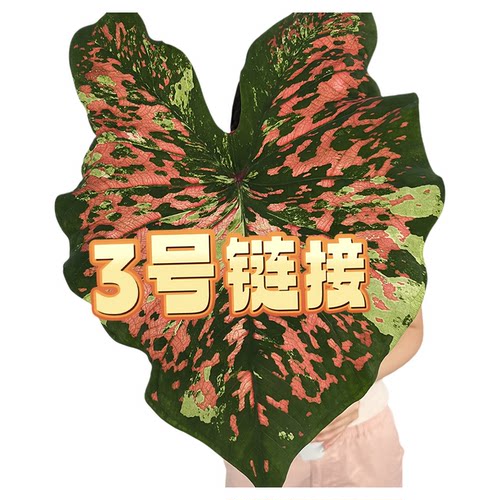 植迷者复古烟粉抹茶老版本小叶大叶海王彩叶芋盆栽半室内观叶植物