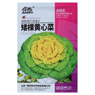 黄心乌塌菜种子黑心乌塌菜种籽抗热耐寒黄心菜秋冬季蔬菜种孑大全