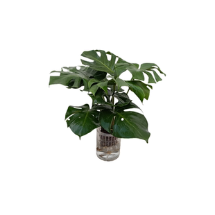 华清花卉水培龟背竹水培绿植花卉绿植盆栽桌面室内好养水培植物