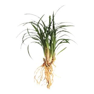 铁丝兰观赏鱼缸水草懒人造景迷你小剑兰新手前景水草水陆缸装饰草