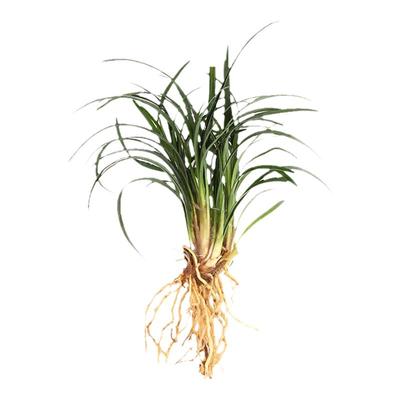 铁丝兰中前景观赏鱼缸水陆缸迷你